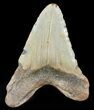 Bargain, Megalodon Tooth - North Carolina #47832-2